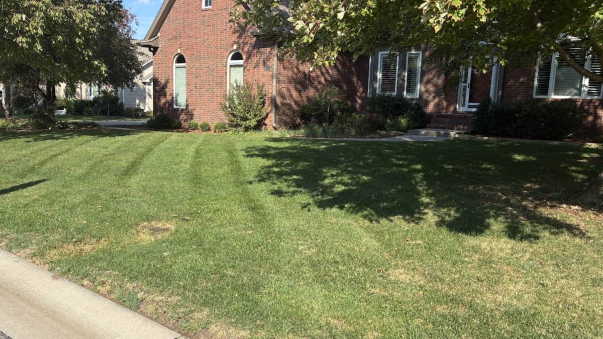 A front lawn in Wichita cut in alternating light and dark stripes, in front of a red brick house with white-framed windows and a tall tree on the left.